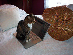 Blogging Cat
